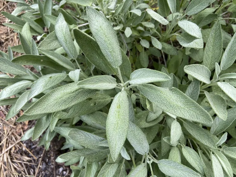 Salvia officinalis foliage
