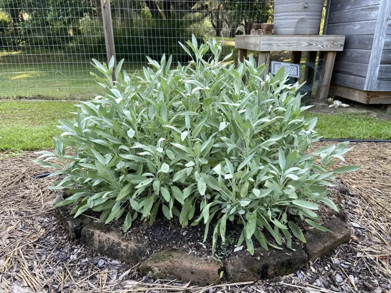 Salvia officinalis habit
