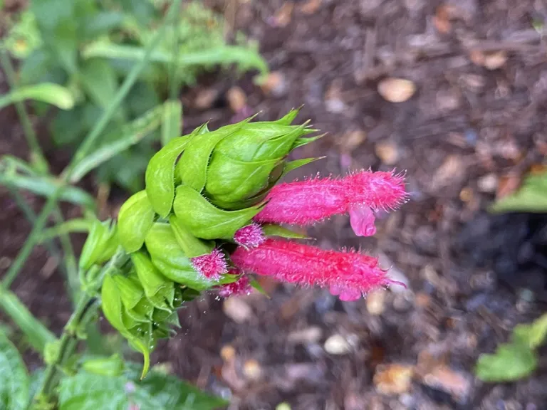Salvia oxyphora flower