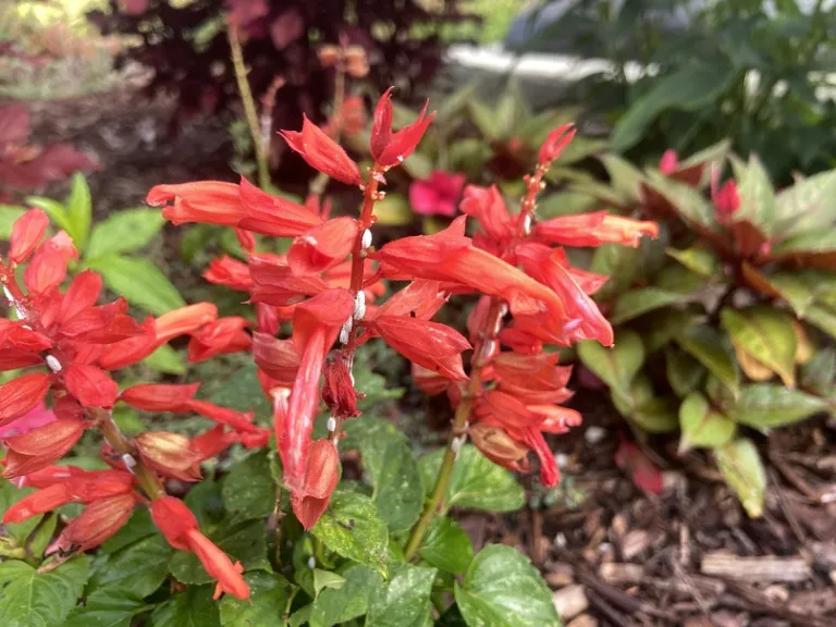 Salvia splendens 'PAS328' (Vista™ Red) flowers