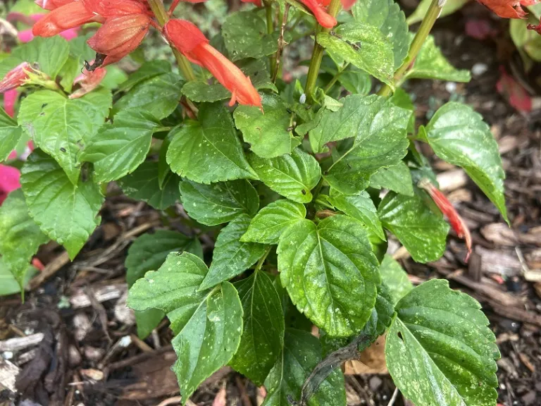 Salvia splendens 'PAS328' (Vista™ Red) foliage
