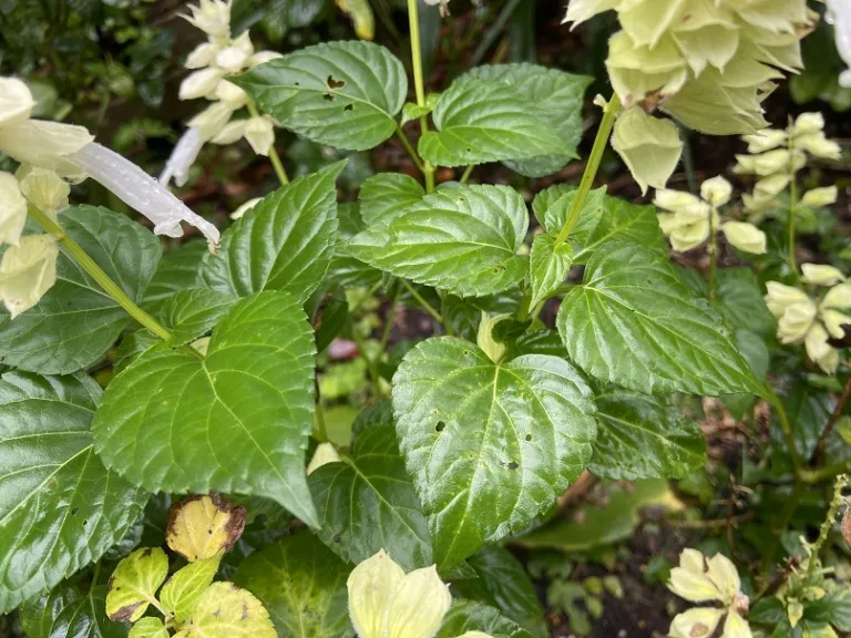 Salvia splendens 'PAS3296' (Vista™ White) foliage