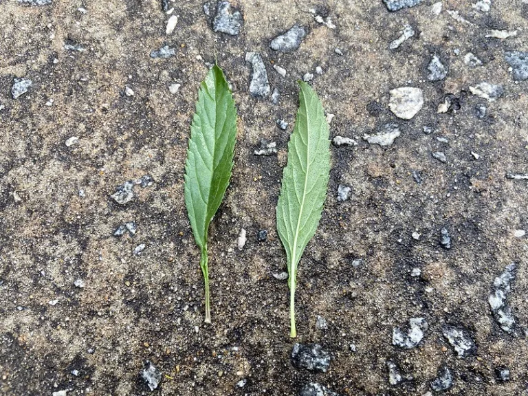 Salvia uliginosa leaf front and back