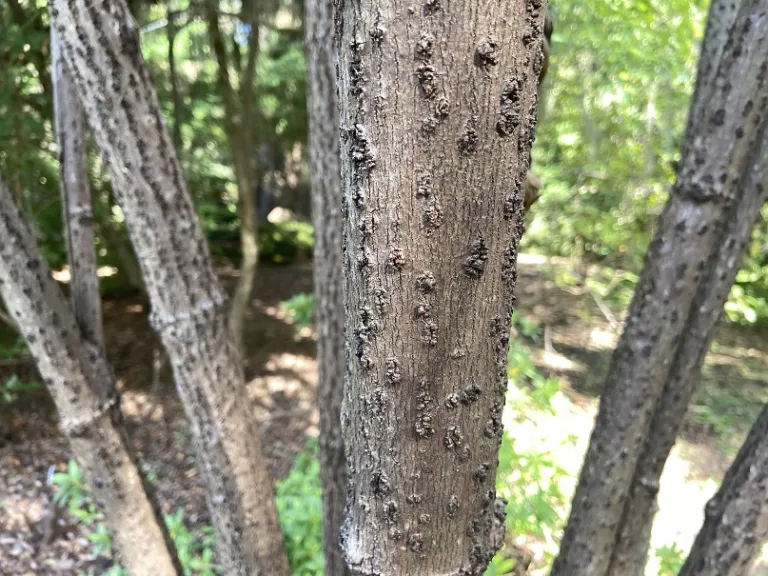 Sambucus canadensis bark