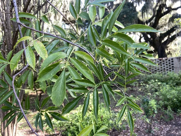 Sambucus canadensis foliage