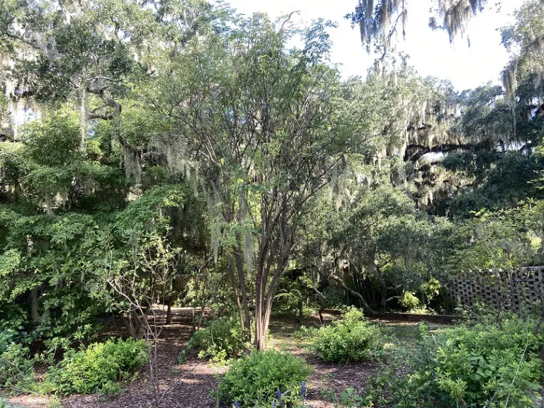Sambucus canadensis habit