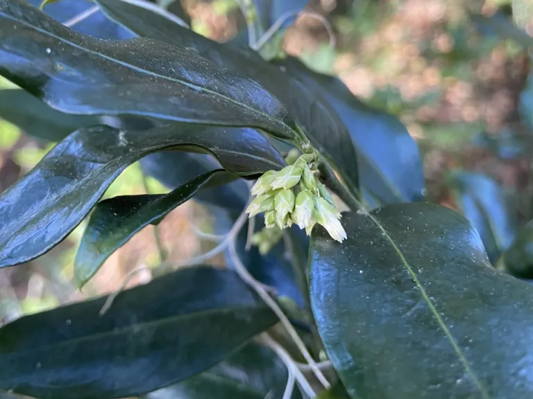 Sarcococca confusa flower buds