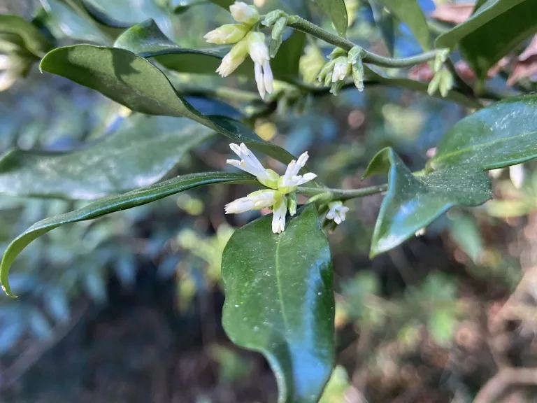 Sarcococca confusa flowers