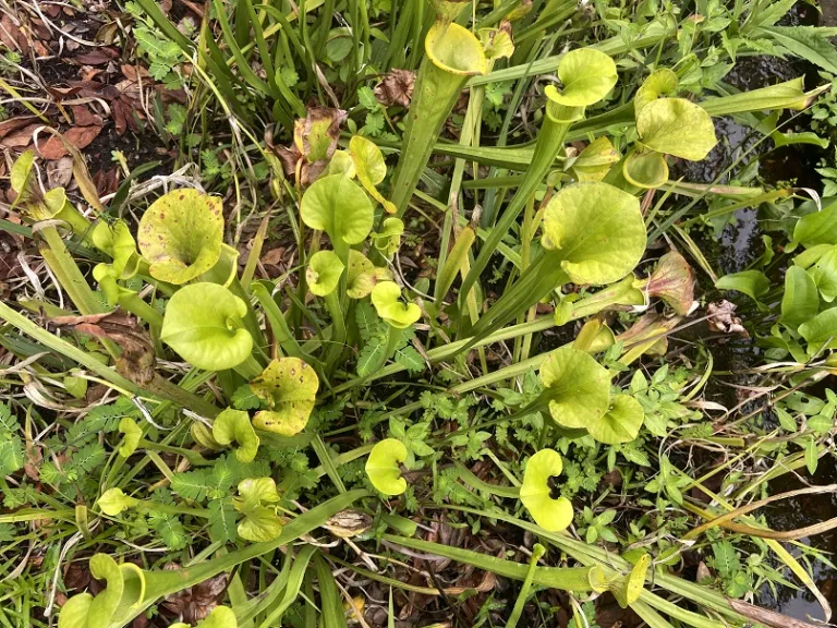 Sarracenia flava var. flava foliage