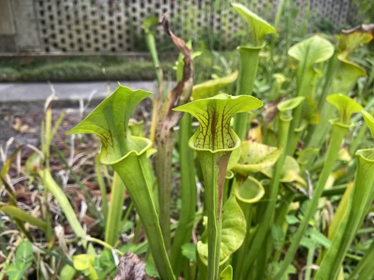 Sarracenia flava var. flava foliage
