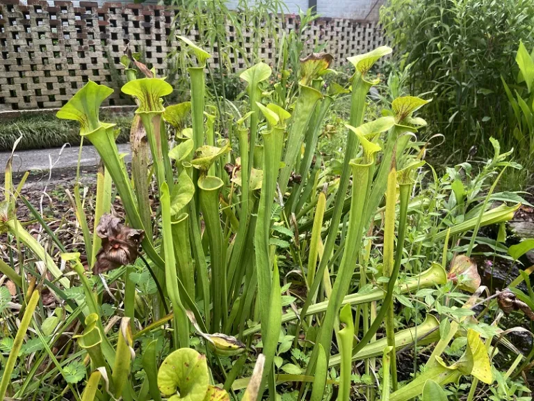 Sarracenia flava var. flava habit