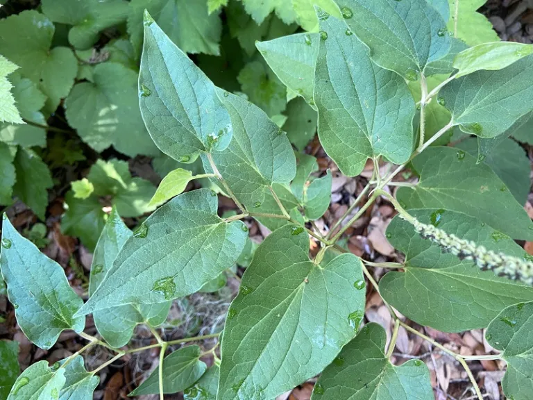 Saururus cernuus leaves