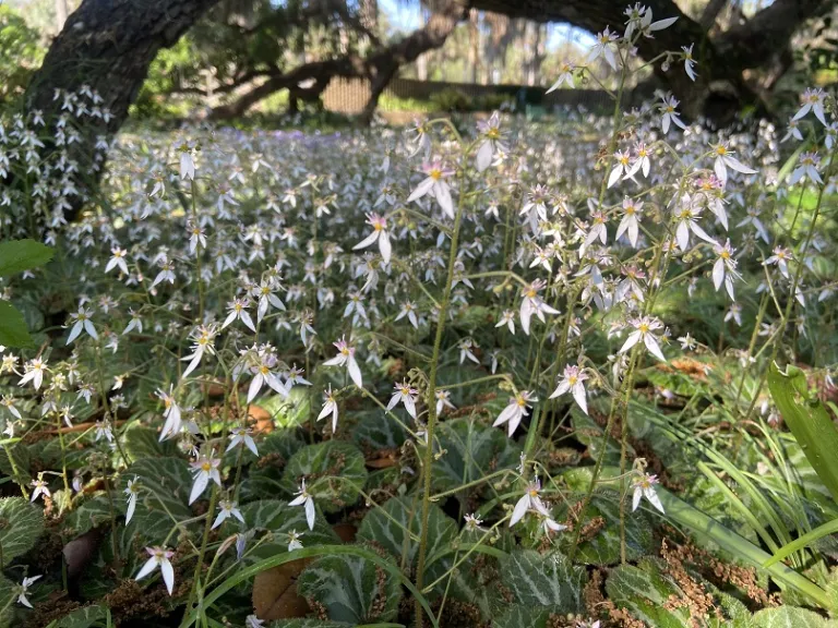Saxifraga stolonifera flowering habit