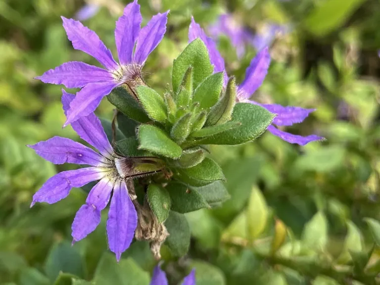Scaevola (Surdiva® Classic Blue) flower and flower buds
