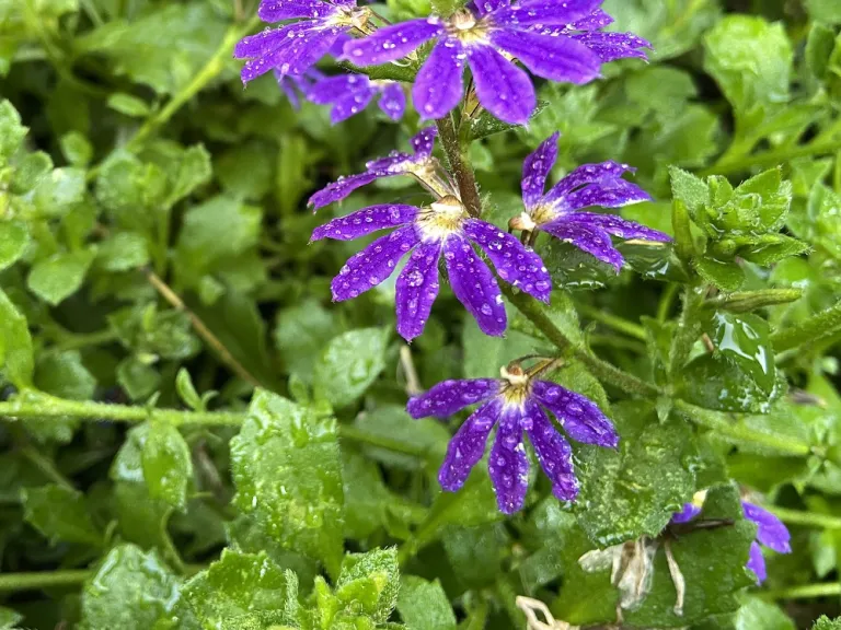 Scaevola aemula 'KLESC13594' (Fairy™ Blue) flower