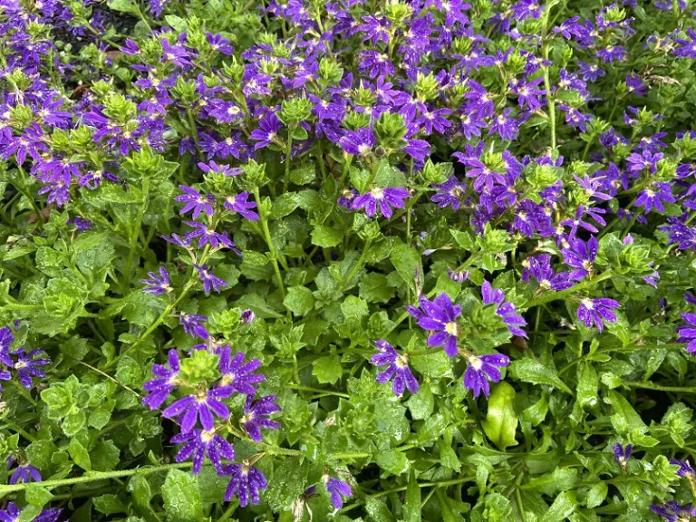 Scaevola aemula 'KLESC13594' (Fairy™ Blue) flowering habit