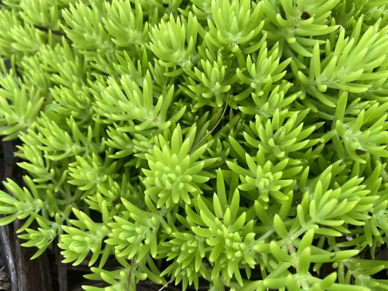 Sedum 'Gold Mound' foliage