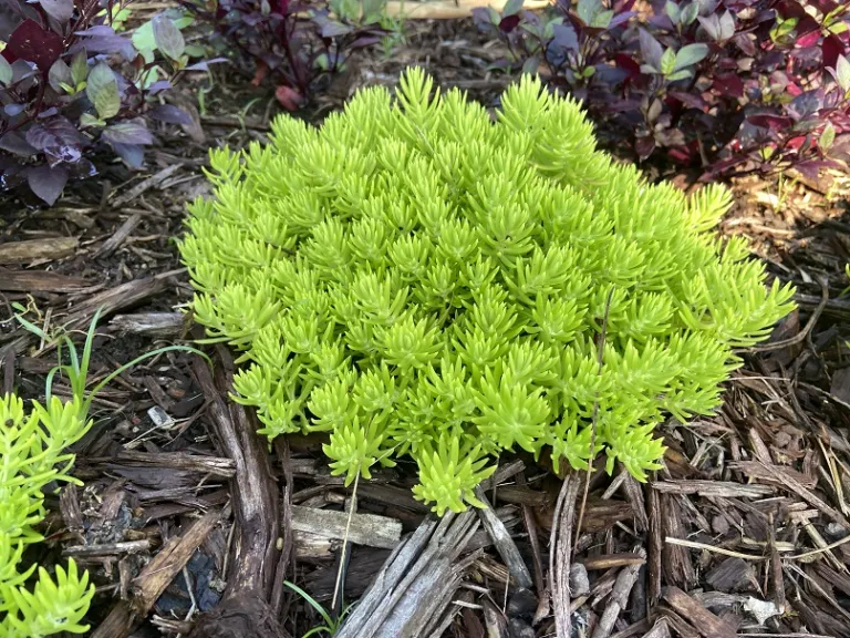 Sedum 'Gold Mound' habit