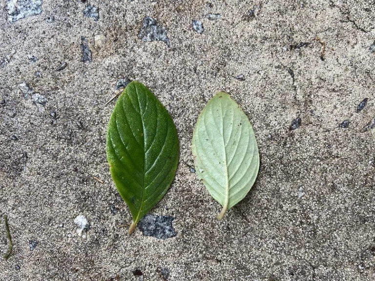 Seemannia nematanthodes 'Evita' leaf front and back