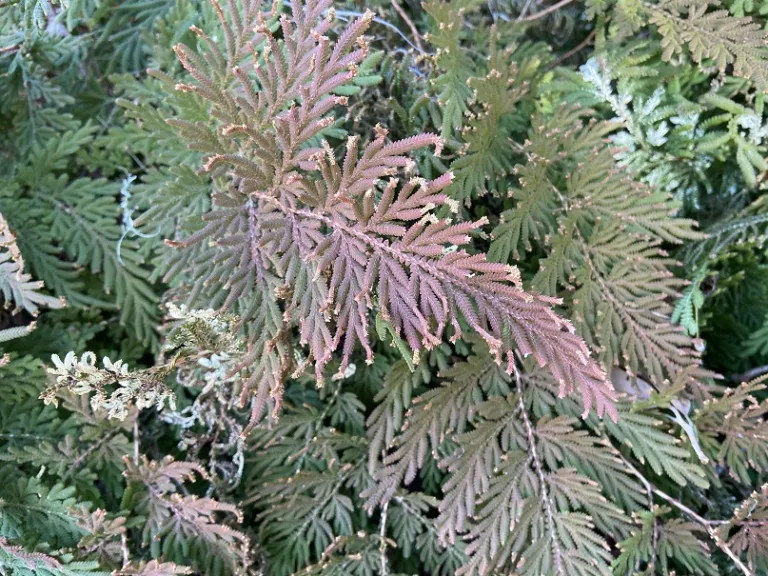 Selaginella braunii bronzed foliage