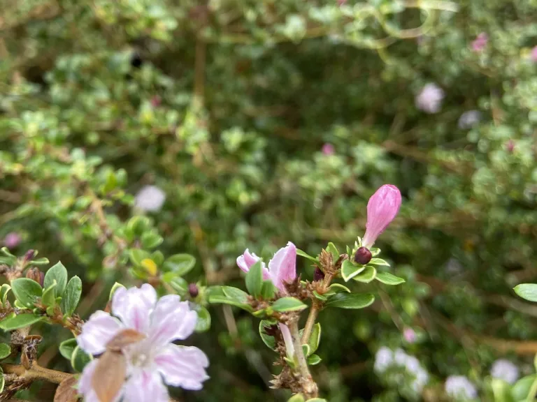 Serissa japonica flower buds
