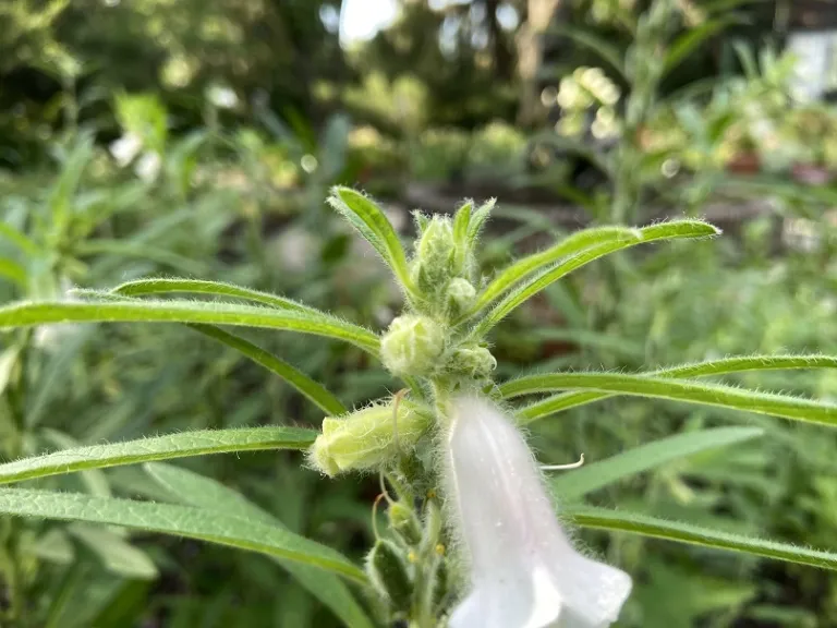 Sesamum indicum 'Benne' flower buds