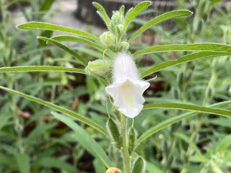 Sesamum indicum 'Benne' flower
