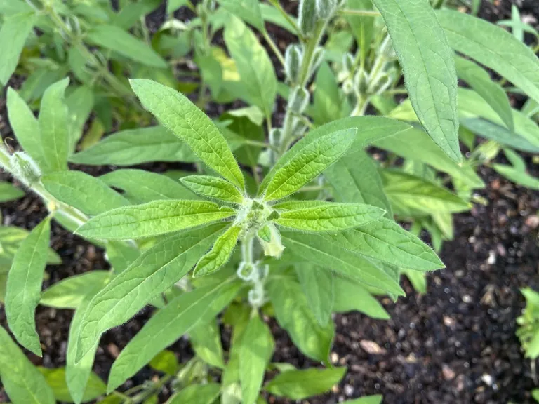 Sesamum indicum 'Benne' foliage