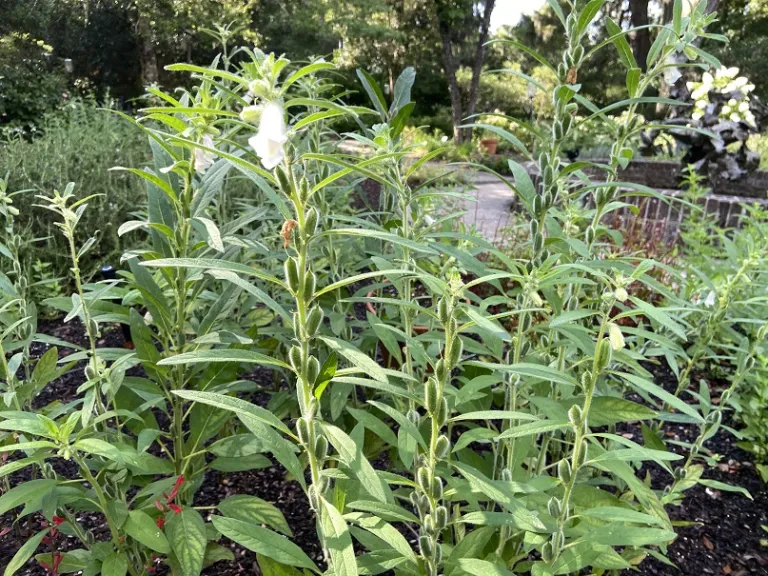 Sesamum indicum 'Benne' habit