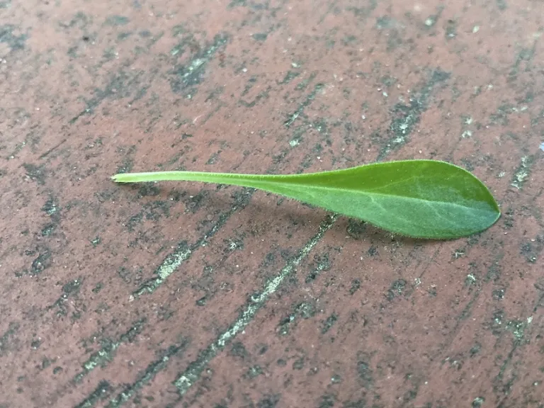Silene caroliniana var. wherryi 'Short and Sweet' leaf