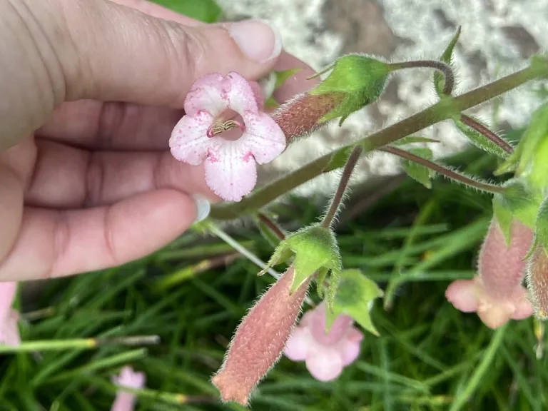 Sinningia 'Arkansas Bells' flower
