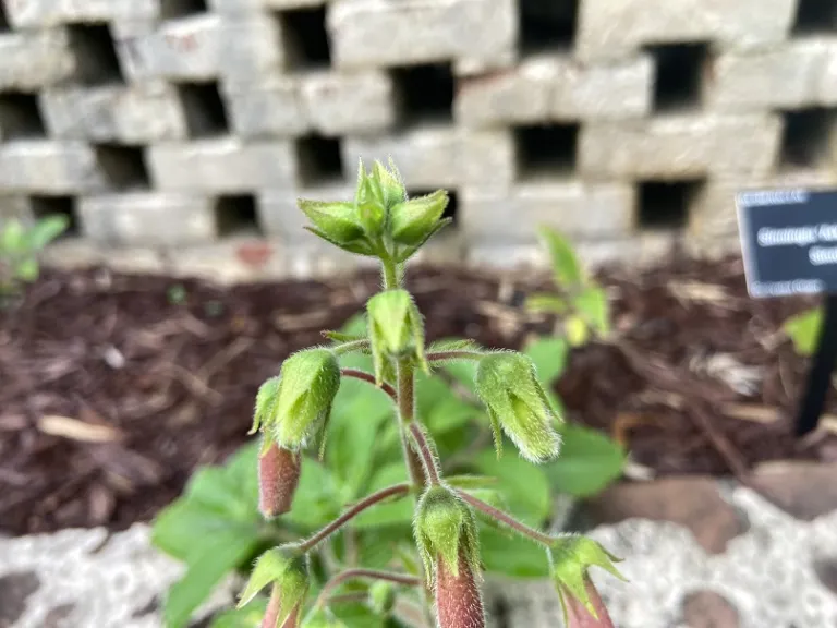 Sinningia 'Arkansas Bells' flower buds