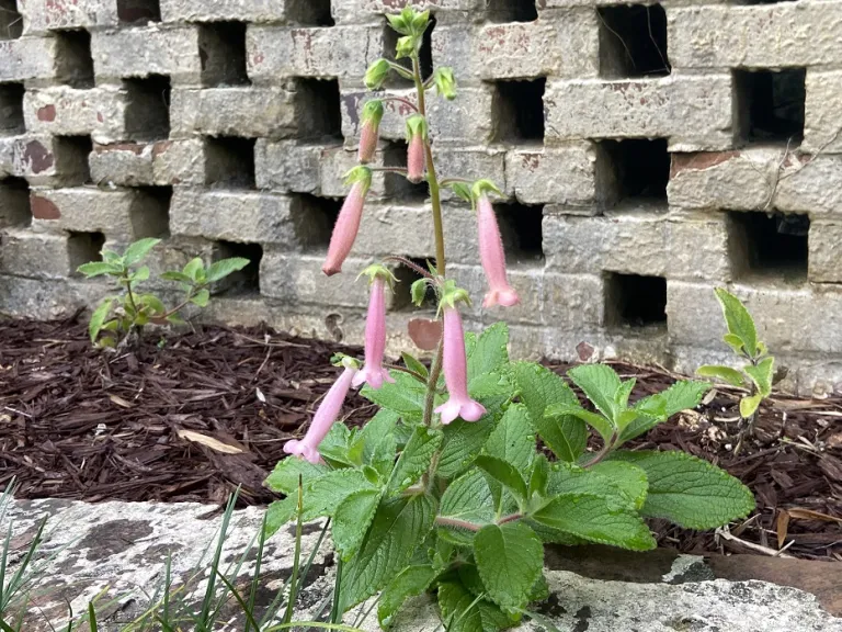 Sinningia 'Arkansas Bells' flowering habit