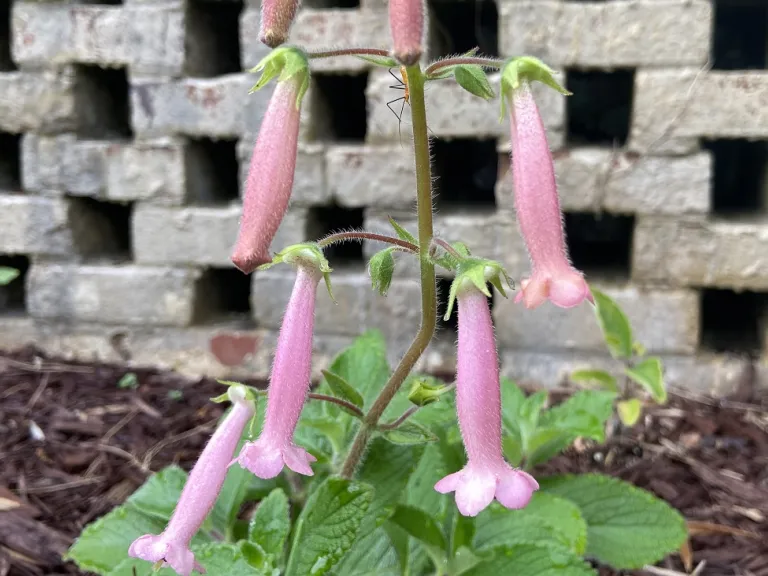 Sinningia 'Arkansas Bells' flowers