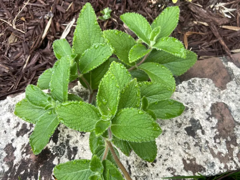 Sinningia 'Arkansas Bells' foliage