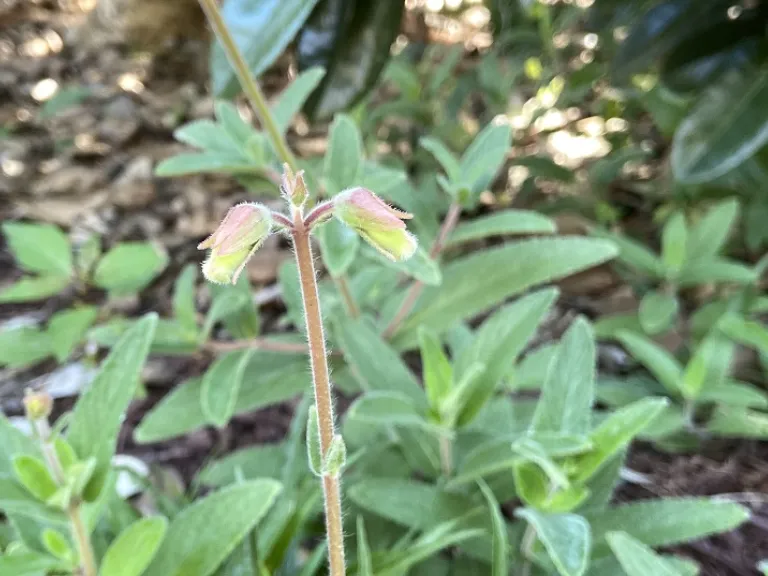 Sinningia tubiflora flower buds