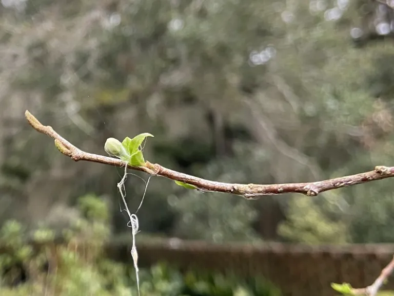 Sinojackia xylocarpa emerging leaf