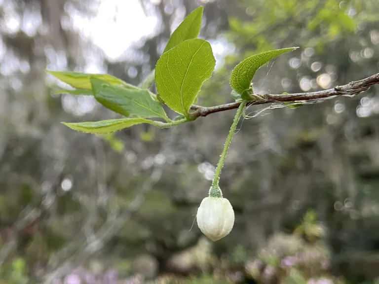 Sinojackia xylocarpa flower bud
