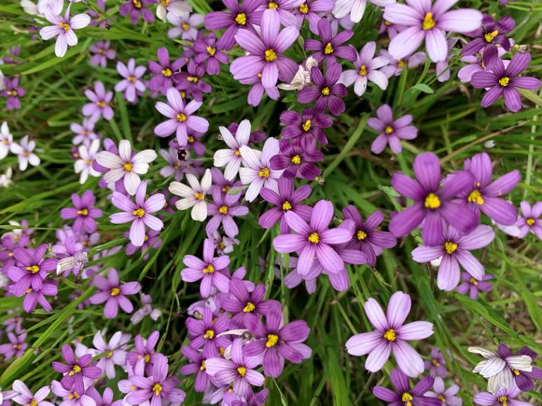 Sisyrinchium angustifolium 'Lucerne' flowers
