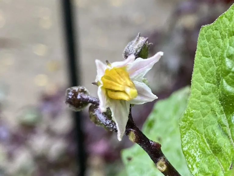Solanum aethiopicum flower