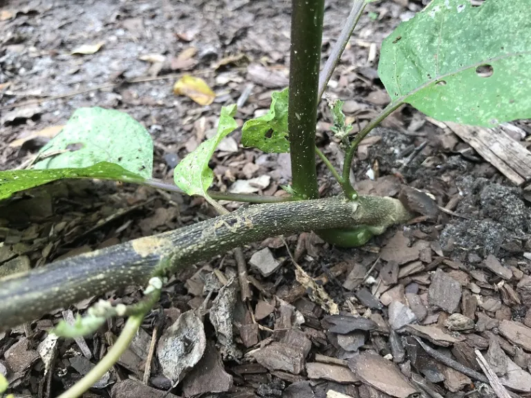 Solanum aethiopicum stem