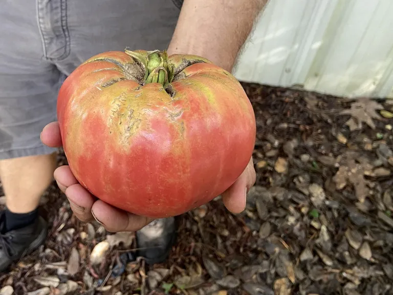 Solanum lycopersicum 'Abe Lincoln' fruit