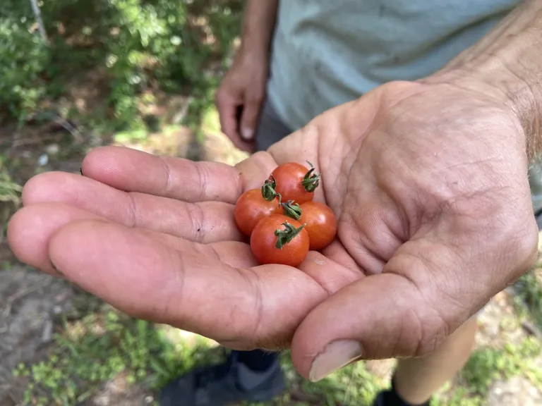 Solanum lycopersicum 'Everglades' fruit