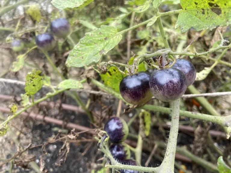 Solanum lycopersicum 'Midnight Snack' unripe fruit