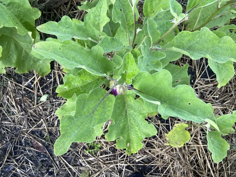Solanum melongena 'Rosa Bianca' foliage