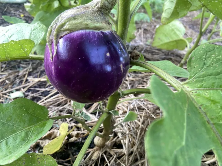 Solanum melongena 'Rosa Bianca' fruit