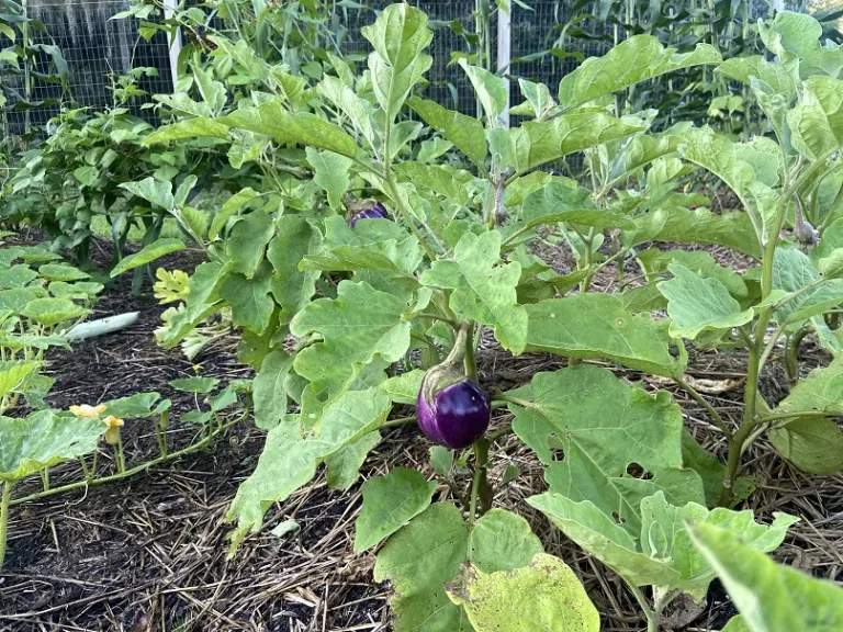 Solanum melongena 'Rosa Bianca' fruiting habit