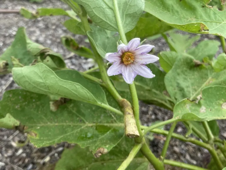 Solanum melongena 'Shooting Stars' flower