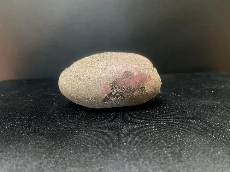 Solanum tuberosum 'Adirondack Blue' tuber