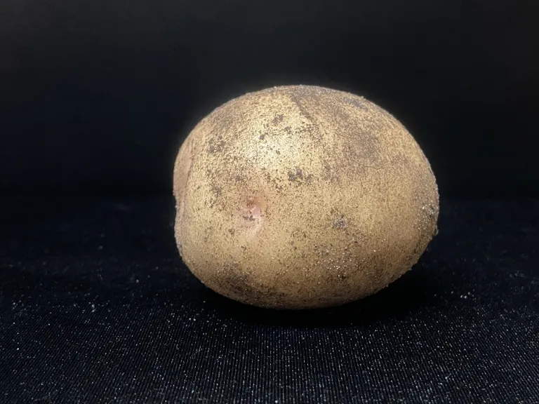 Solanum tuberosum 'Yukon Gold' tuber